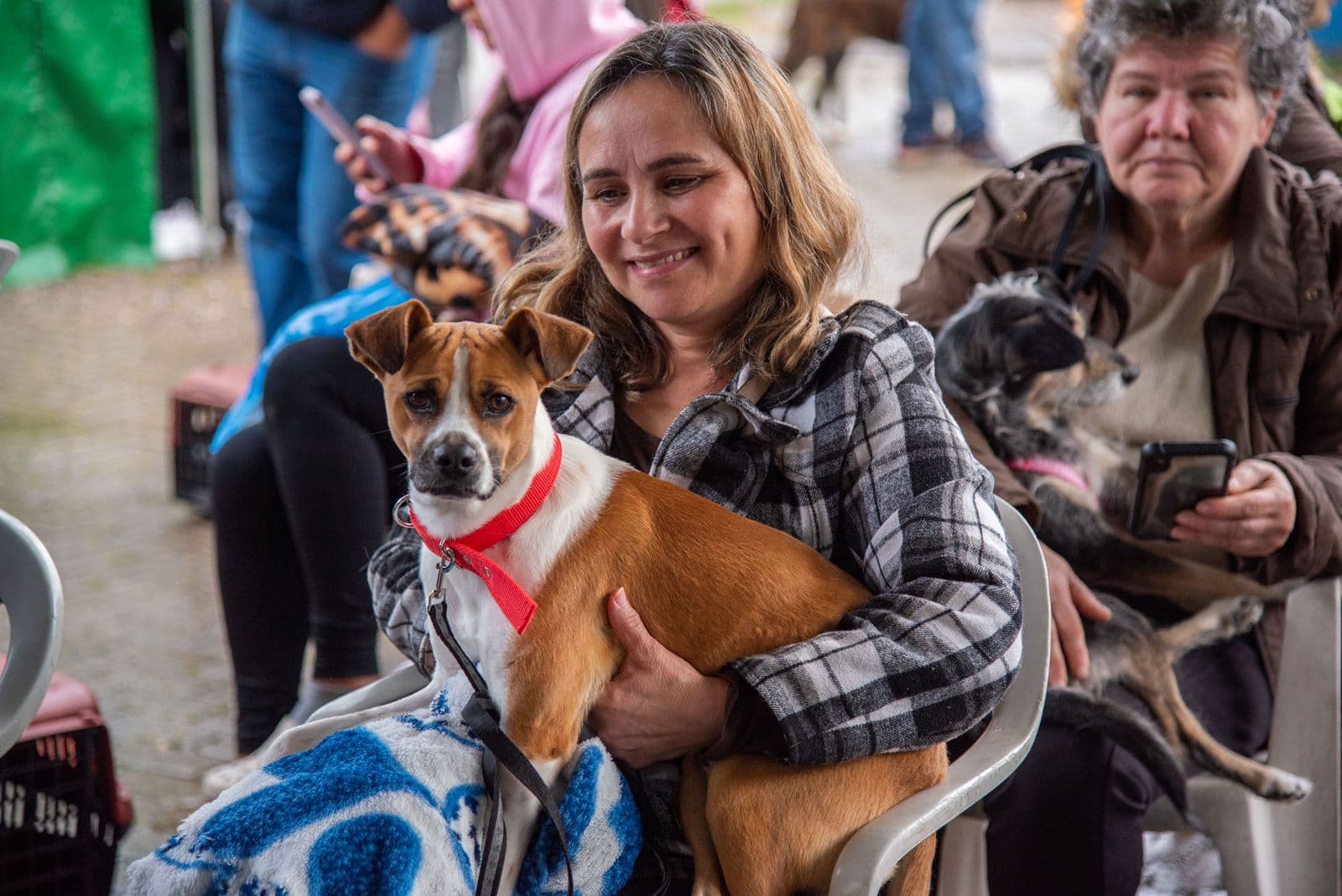 Mais de 13 mil cães e gatos castrados e chipados em 4 anos